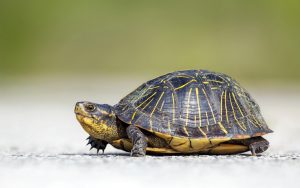 turtle very slow phone